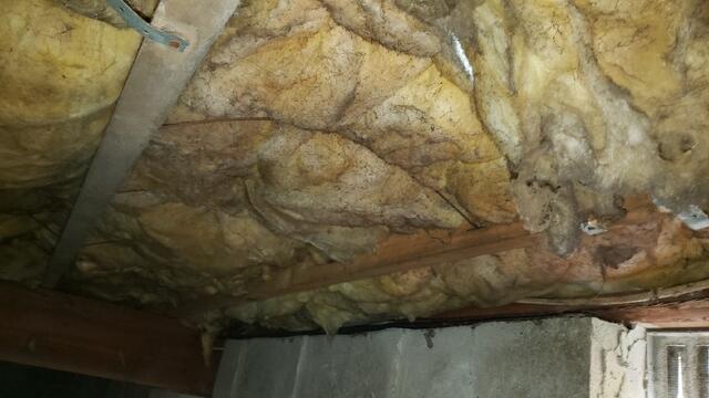 Moldy Insulation