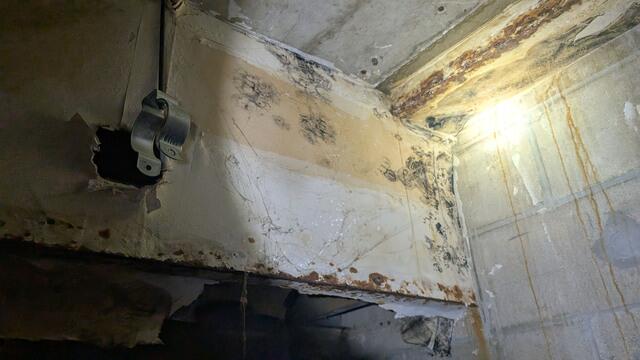 A Whole Lot of Mold
