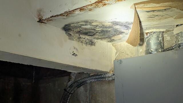 Eliminates Mold Immediately