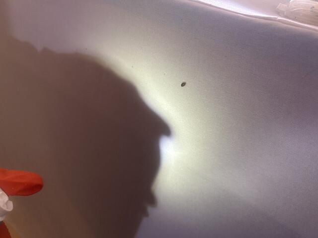 Vacuum the Infested Areas