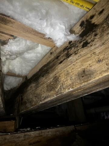 Mold