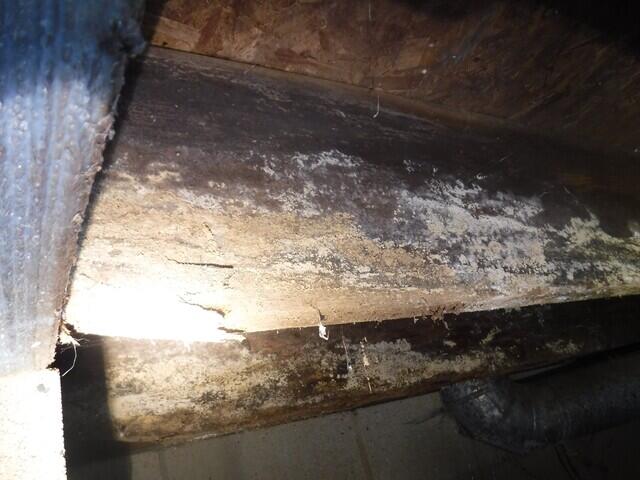 Wood Rot