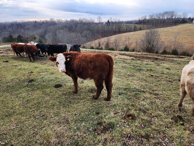 Falmouth, Kentucky