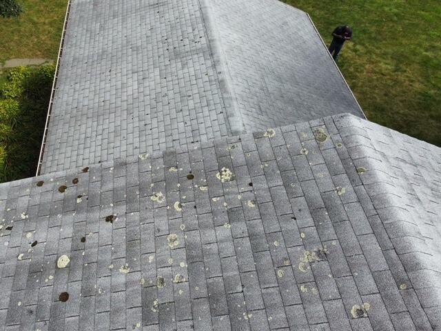 Before: Moss & Lichen