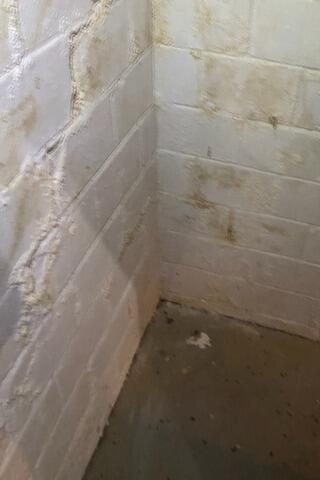 Wet and Moldy Basement