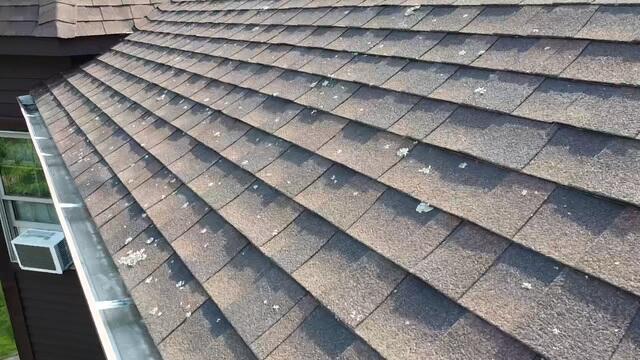 Before: Lichen