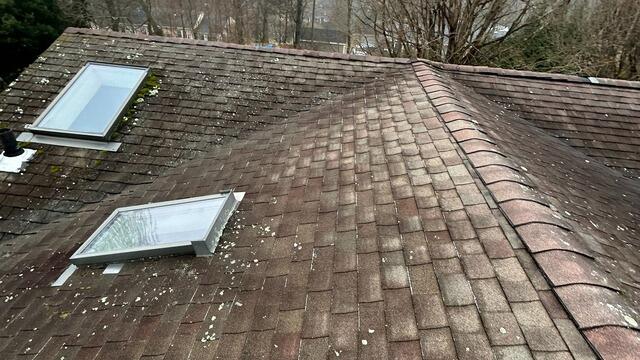 Before: Lichen & Moss