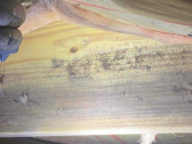 Mold Issues