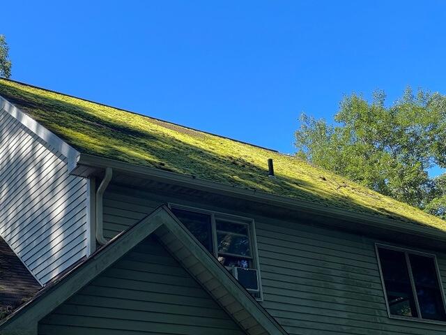 Moss before first treatment