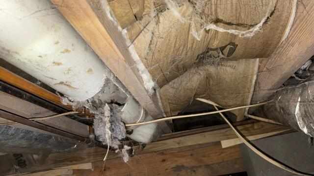 Moldy Crawl Space Wood