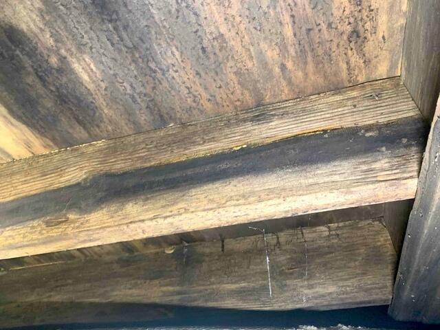 Mold Growth