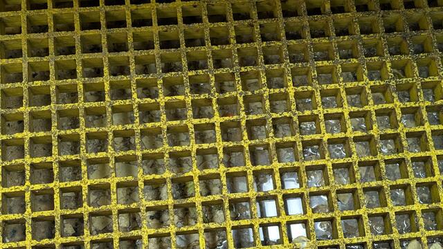 Targeting & Eliminating the Drain Flies