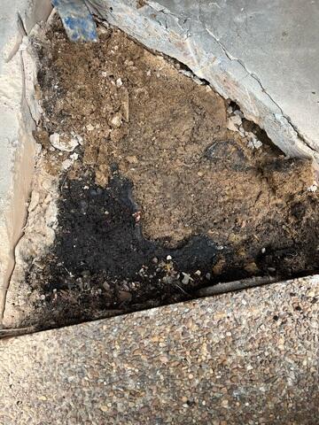 Tree Root Damage Beneath Cracked Concrete