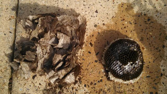 Hornets nest broken open in Allentown, NJ