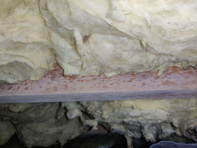 Mold Growth