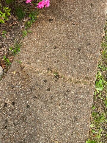 Sidewalk Cracked and Damaged