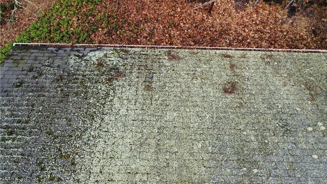 Before: Moss & Lichen