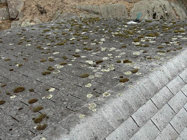 Before: Moss & Lichen Takeover
