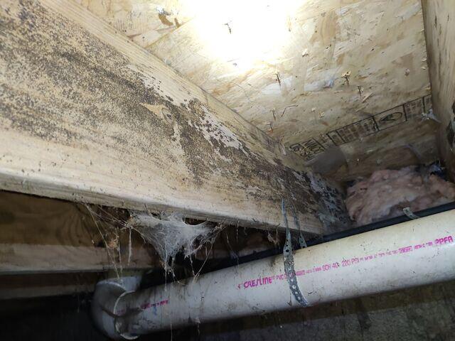 Mold Issues