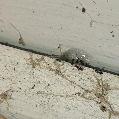 Treatment for the Ants