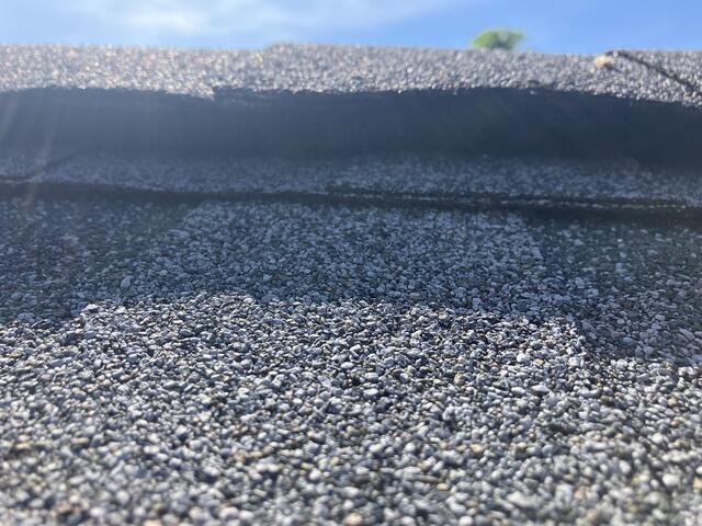 Squirrels & Bats, Oh My!