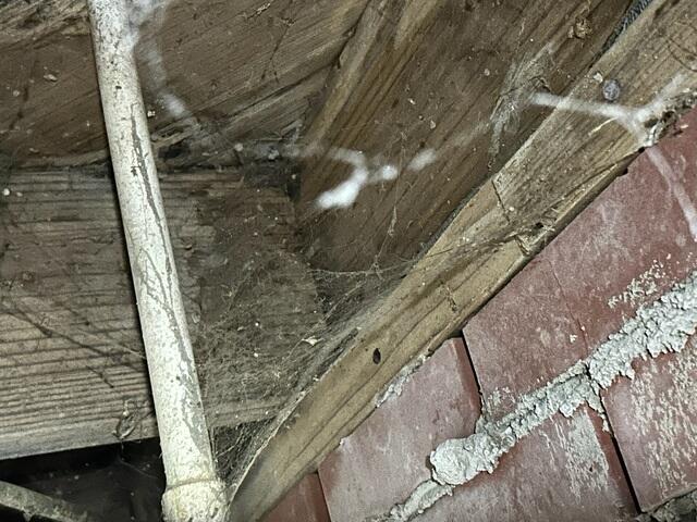 Wet Crawl Space Wood