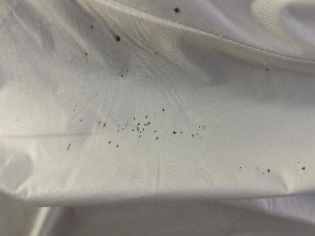 Mattress Infested with Bed Bugs