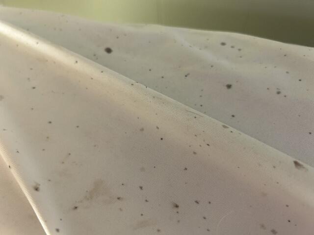 Targeting the Bed Bugs