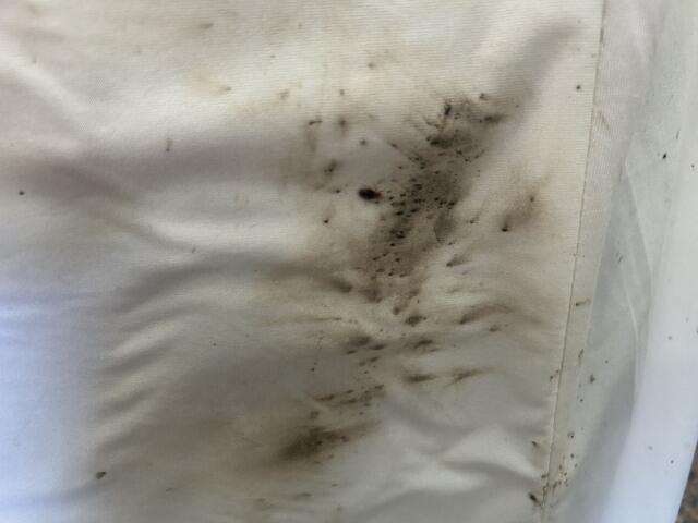 More Treatments for Bed Bugs