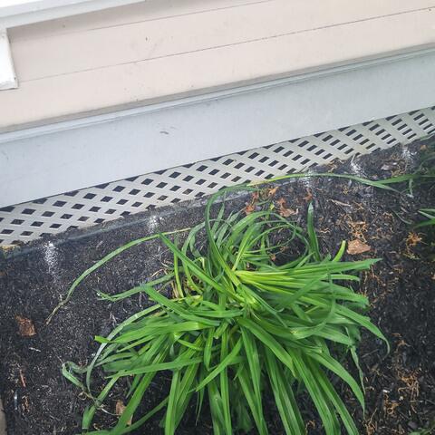 Eliminates the Carpenter Bees