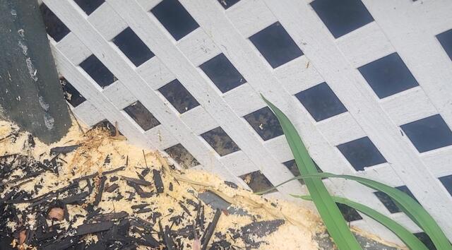 Frass Near the Porch