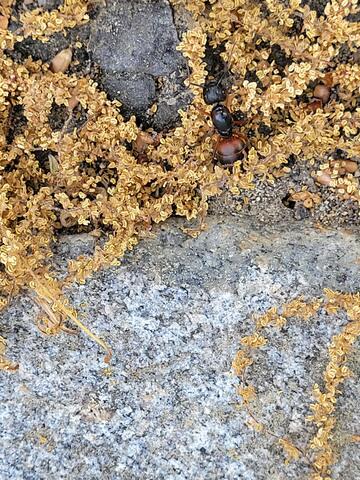 All About Carpenter Ants