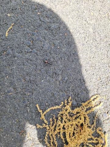 Found These Wood-Destroying Pests