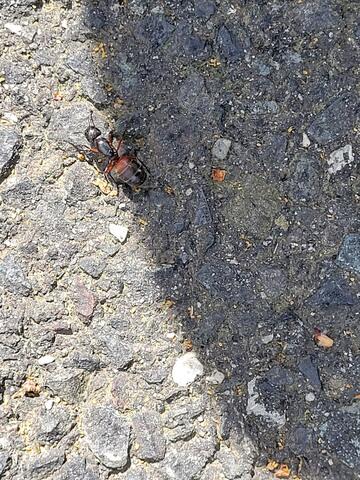 Effective Treatment for Carpenter Ants