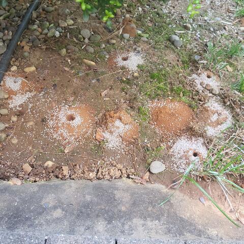 Now for the Granular Bait