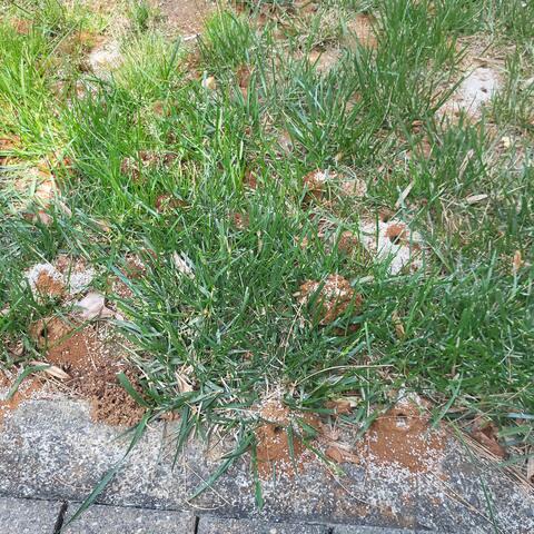 Lots of Digger Bees in the Backyard