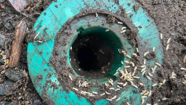 24/7 Protection from Termites