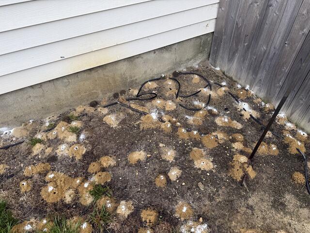 Treatment for Digger Bees