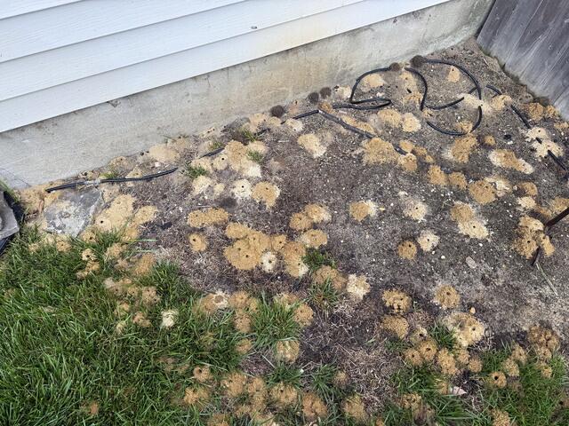 A Huge Community of Digger Bees