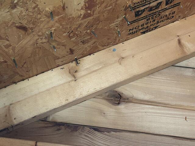 Lots of Acrobat Ants in the Shed