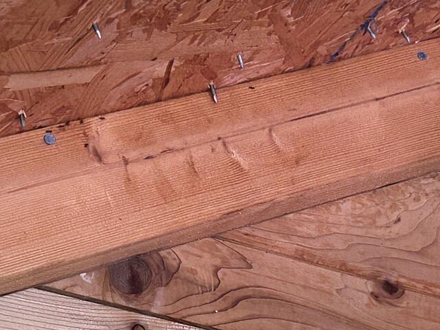 Several Treatments for the Acrobat Ants