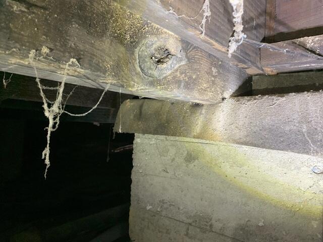 Mold in Crawl Space