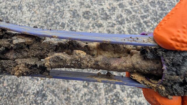 Chomped On by Termites