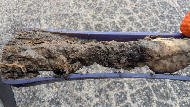 They Ingest a Growth Inhibitor