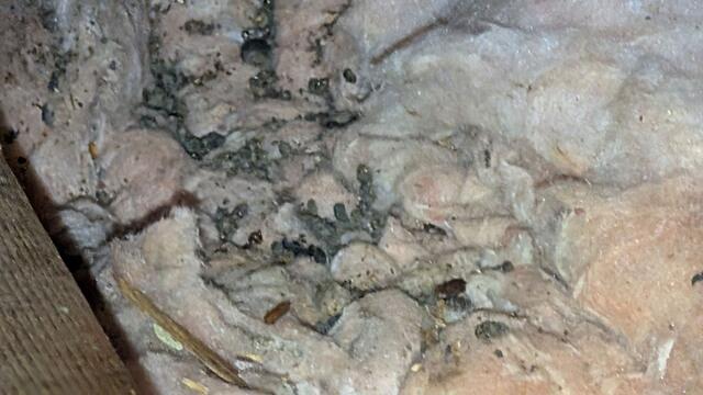 Lot of Squirrel Poop