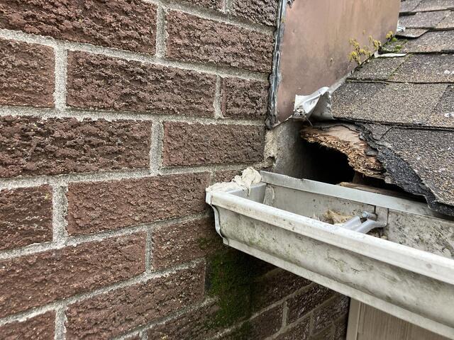 Squirrel Used the Builder's Gap