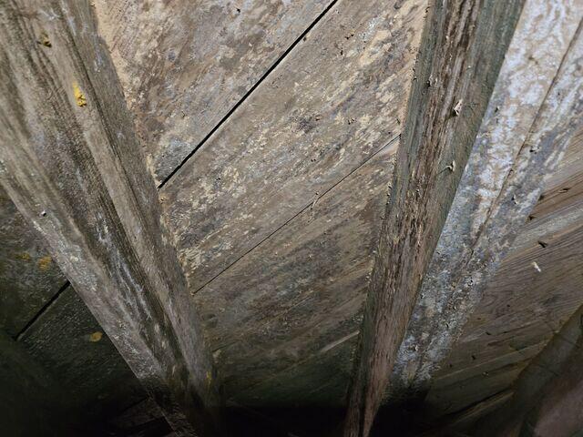 Wet and Moldy Crawl Space Wood