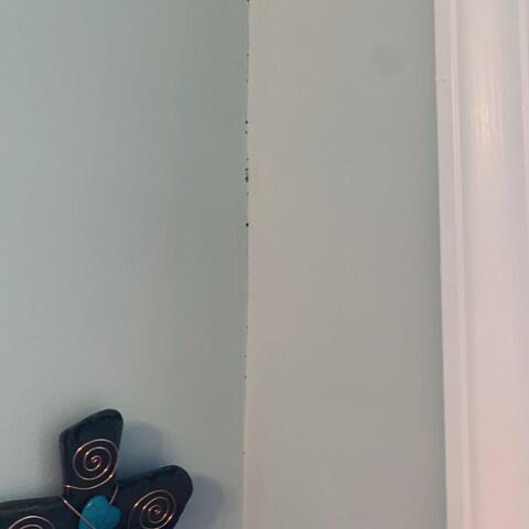 Termite Damage Along the Walls