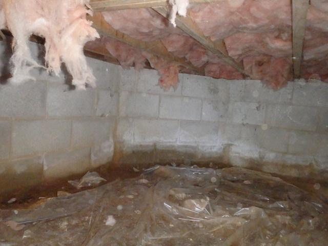 A Moldy Crawl Space