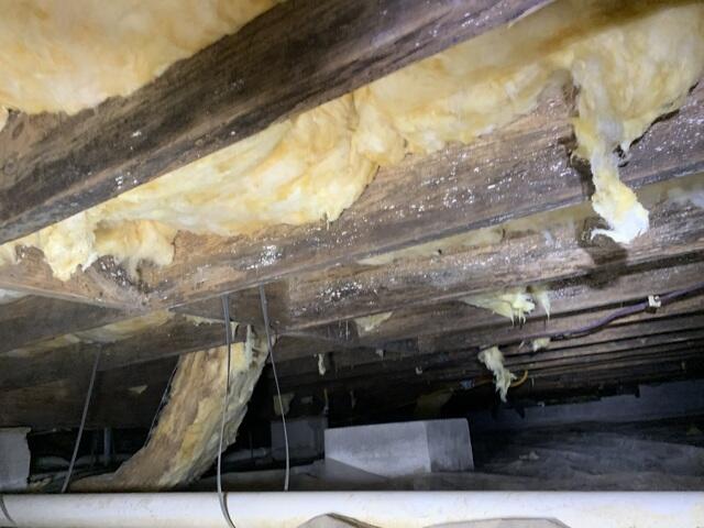 Mold & Insulation